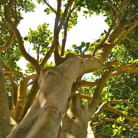 La Giuliva Charming 4* Ανακάπρι