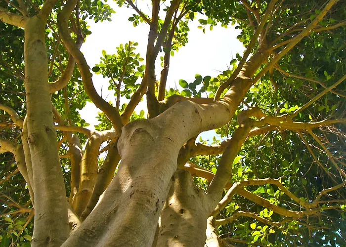 La Giuliva Charming 4* Anacapri (Isola di Capri)