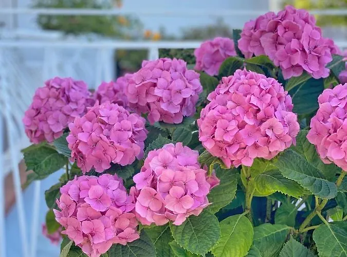 La Giuliva Charming 4*